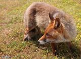 015 Fox.jpg